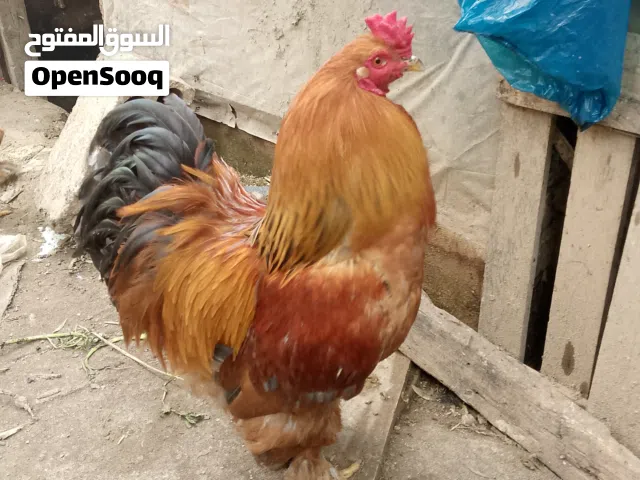 ديك براهما بف للبيع