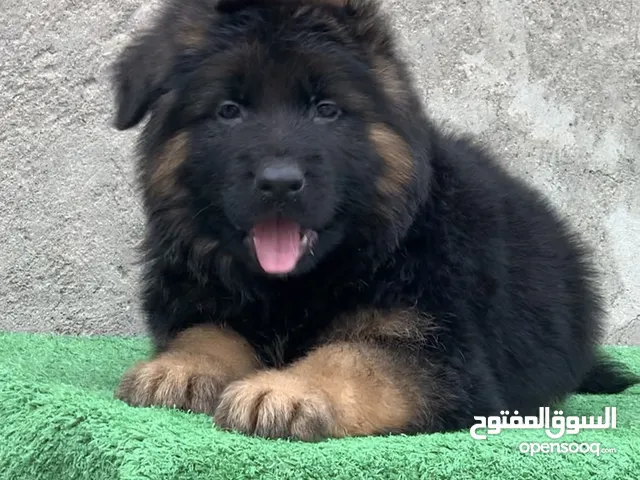 جراء جيرمن خط اول