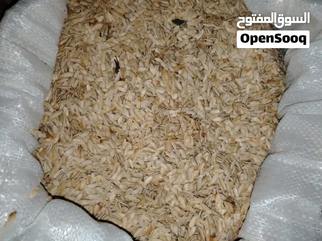 زريعه فقوس ساحوري