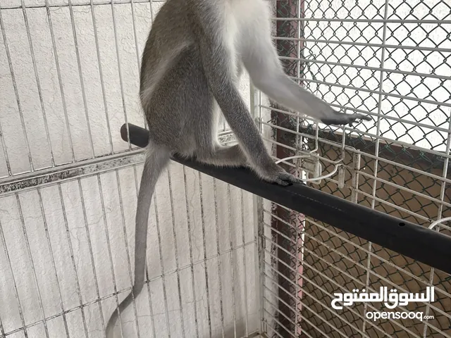 Vervet monkey male