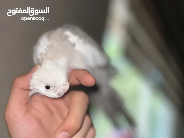 كوكتيل متكلم