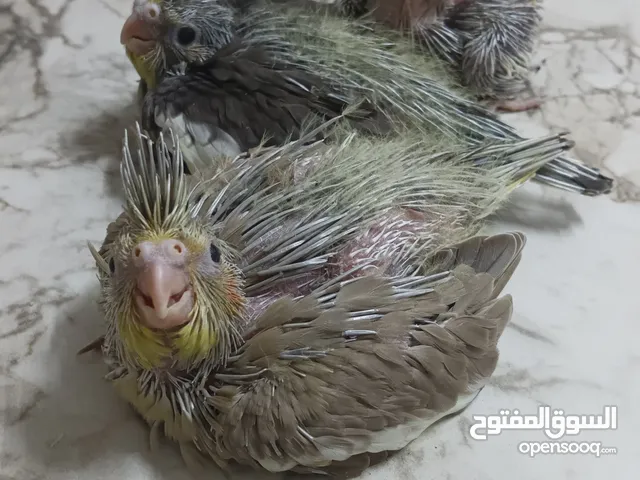اربع كروانات للبيع الكبير عمر شهرين و الصغار الثلاثه