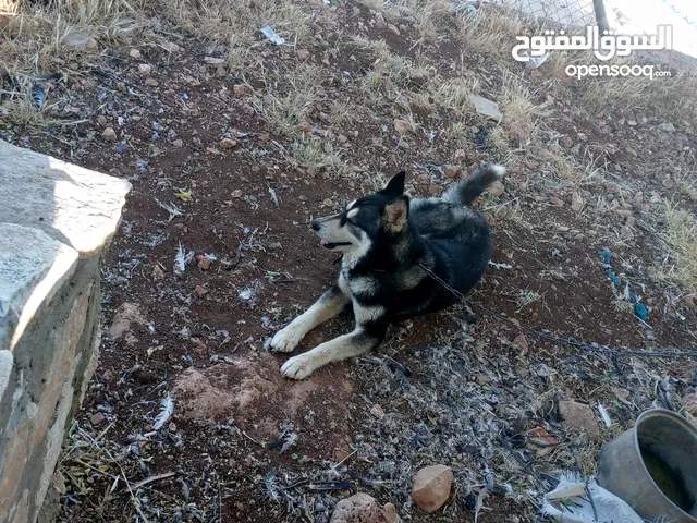 كلبات هاسكي بونتر