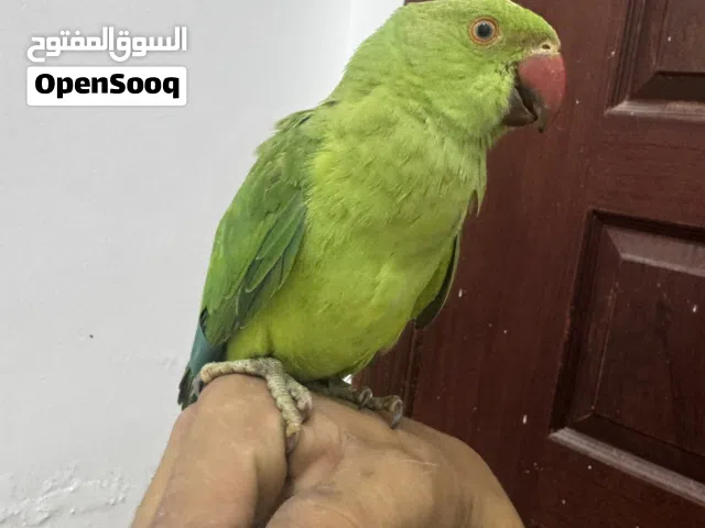 ببغاء دره هندي مفطوم جديد للبيع