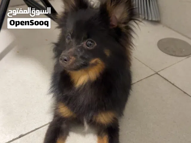 كلب  و ذكر و نشيط و يحب الاطفال و لعب ما يعض