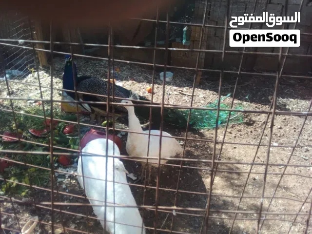 بيض طأوس مخصب مكفول