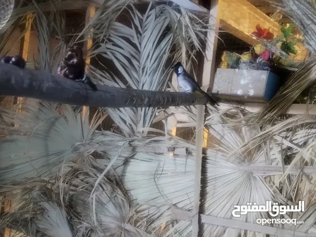 السلام عليكم زوج ولا ابو الخير من الله زوج مبيضات وخشونه واصوات اللي ببالك تعال واتساب واسمع