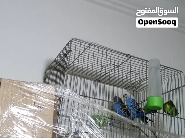 جوز حب شغالات