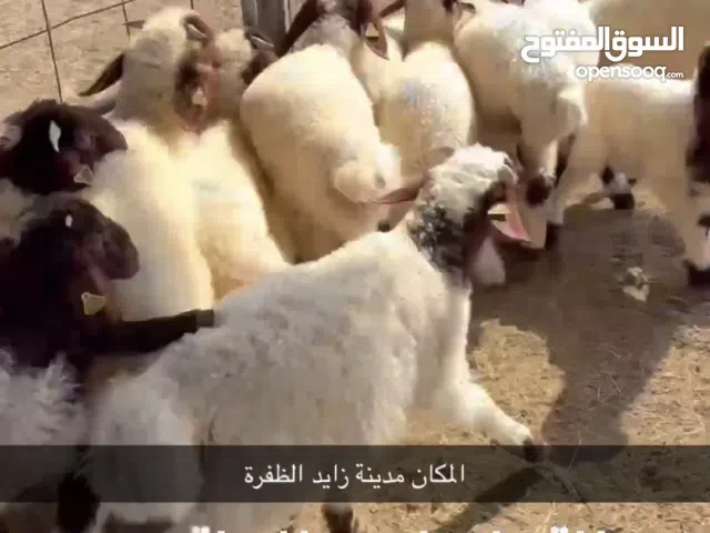 حري - نعيمي - برشه - مدينة زايد الظفرة