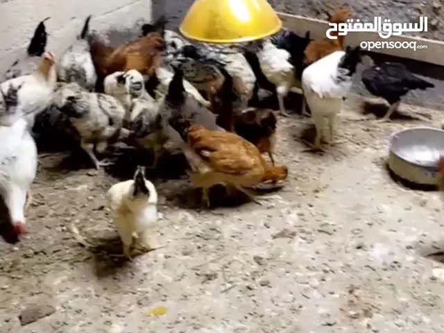 دجاج فرنسي مع عماني