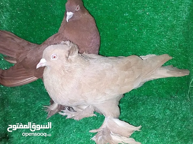 زوجين وتك حمام راعب نجفي بيع او مراوس