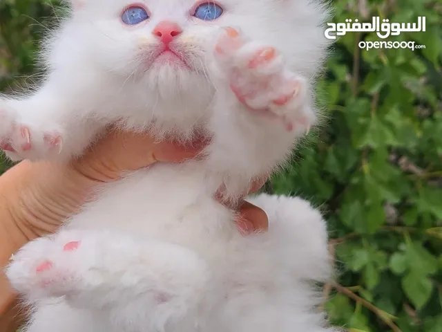 ماشاء الله  قطط شيرازي بيور أصل  حاجة فخمه جداً