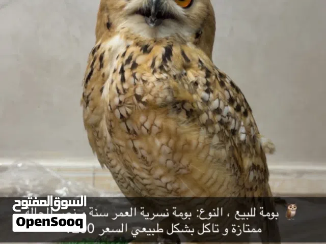 بومة نسريه