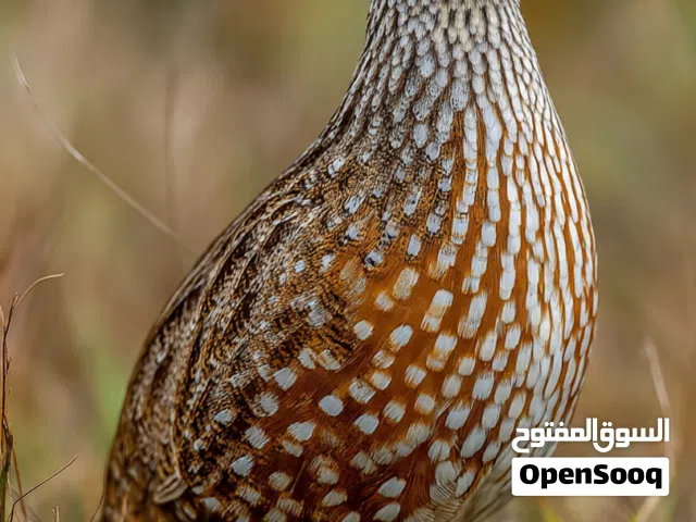 طيور السمان