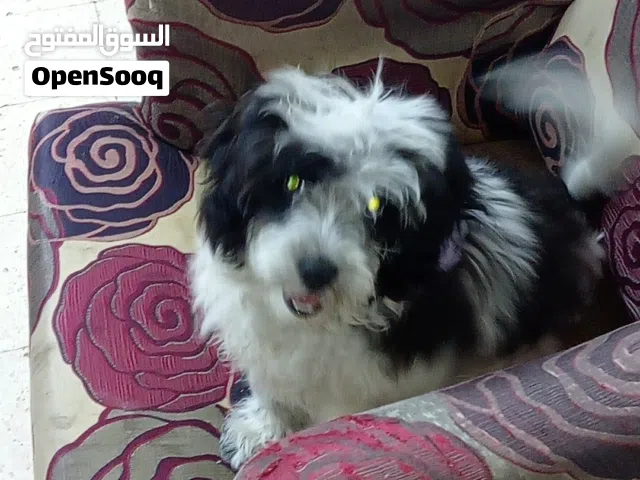 كلبه انثا عمرها ثلاث شهور مربيه منيح وبترد  وبتحب لصغار لعوبه كتير ماخذه مطاعيم وحبة الدود اسمه بيلا