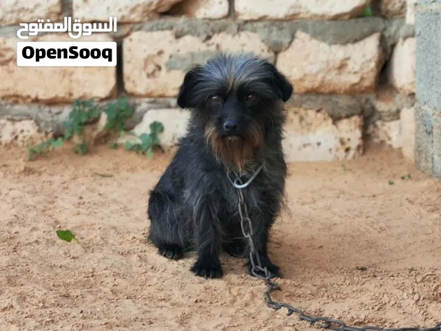 انتيه شيواو