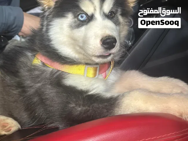 هاسكي بيور لونج هير