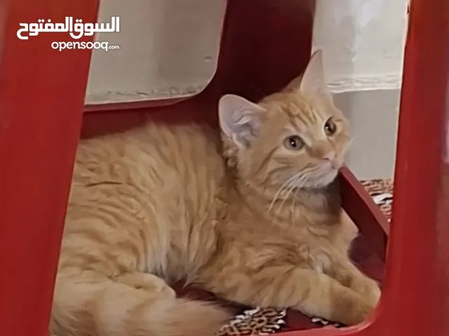 قط ذكر شيرازي