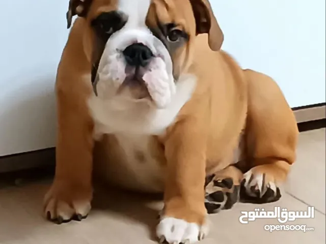 انجليش بولدوغ ذكر،اميركان اكيتا ذكر