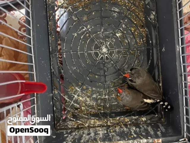 جوز زيبرا للبيع ب 50 دينار