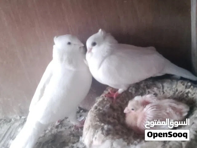 ارافل هنه