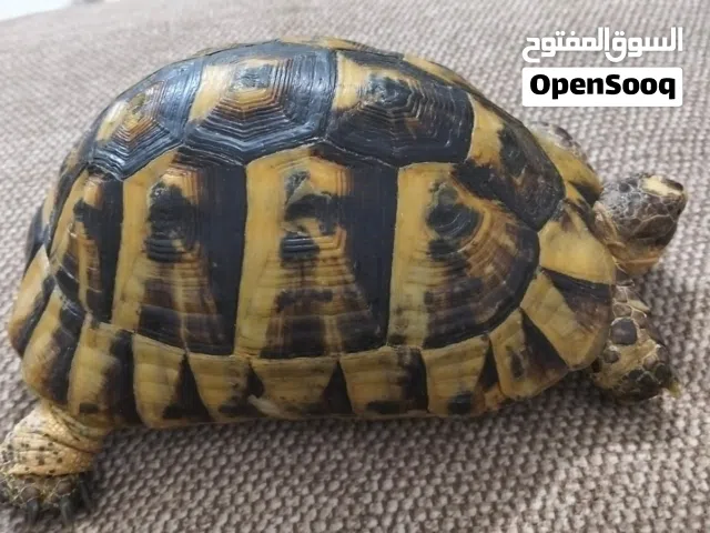 سلاحف ذكور و اناثي للبيع