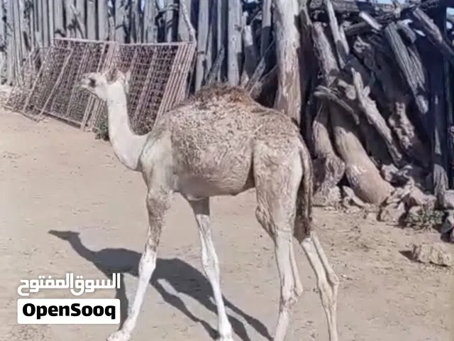 جعود صغير ونظيف