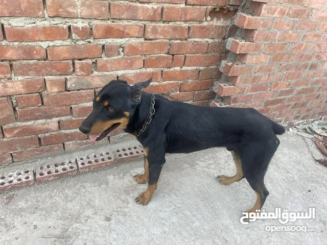 للبيع دكر دوبر مان ابن روت. 7 شهور جدع جدا مع صاحبه.