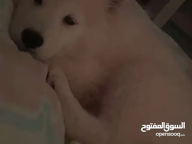كلبه للبيع نوع سامويد