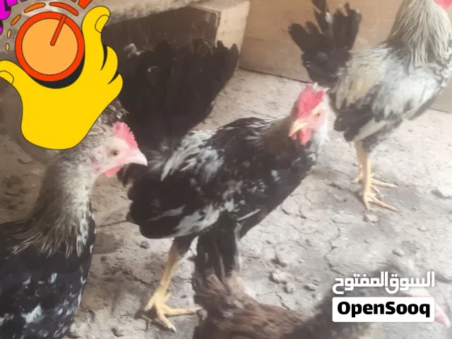 دجاج كويتي افرك