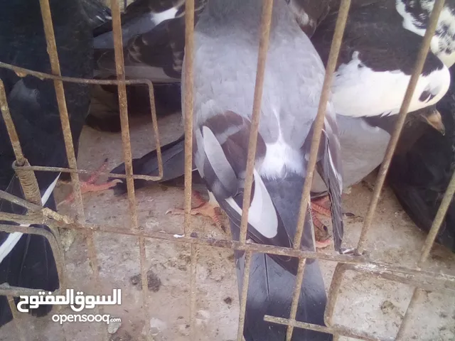 زغاليل بلدي حجم مرتب كبير