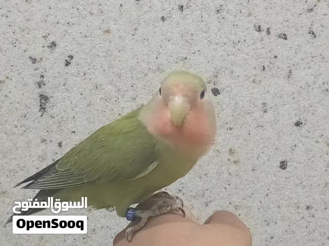 ببغاء روز أليف طيران حر قابل للتفاوض