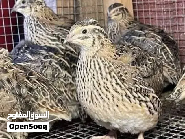 فري (السمان) وبيض فري للبيع