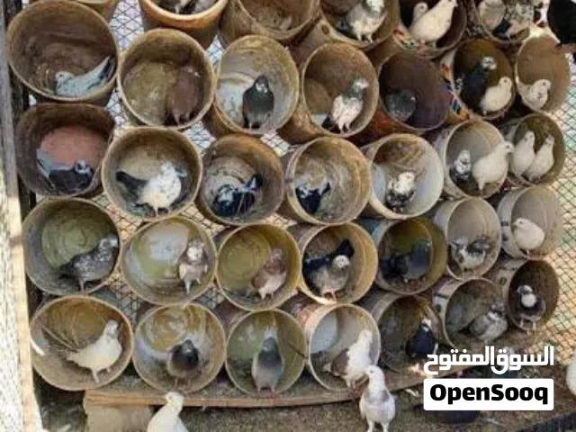 خم حمام بلدي 35 جوز