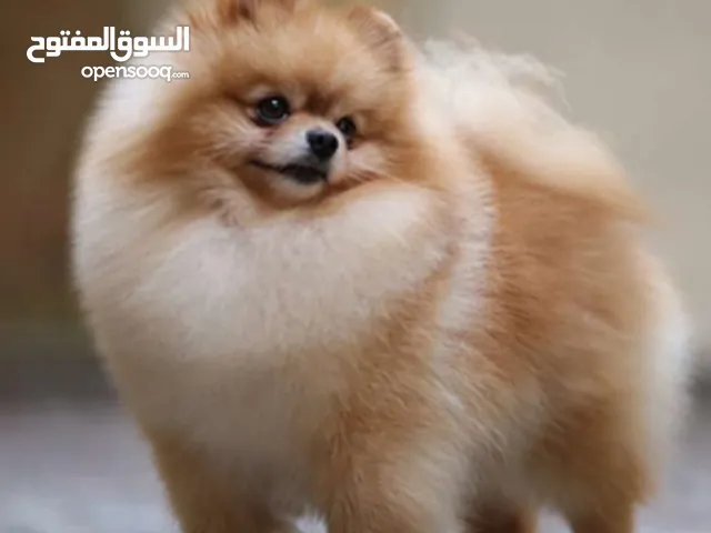 كلب بومارينيان وارد اوكرانيا اصلي