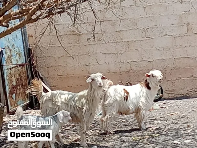 سلام عليكم ورحمة الله وبركاته للبيع هوش من حلال رحوب