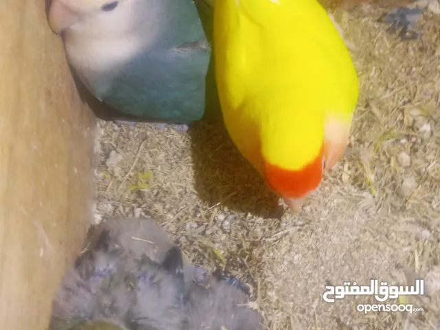 للبيع زوج روز اباء منتجين