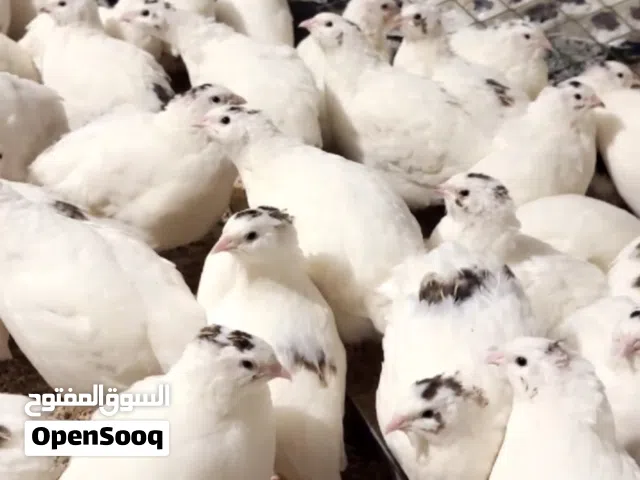 صوص سمان تكساس بيور اللاحم