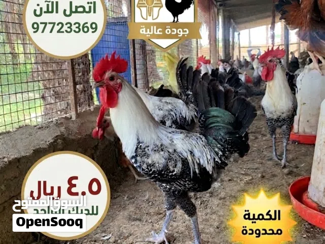 دياكه فيومي بيور للبيع
