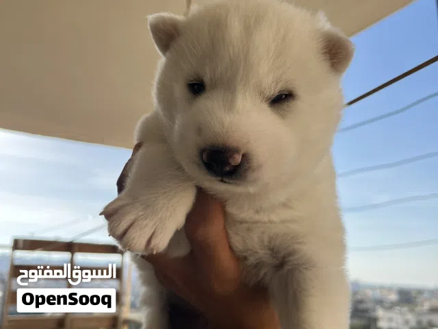أنثى هاسكي ألاسكا عمر 3 أسابيع مستوى عالي جدا جدا تعال عل واقع وشوف