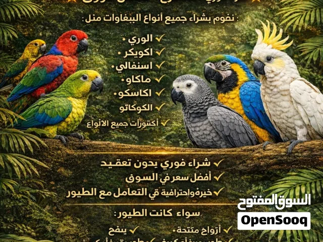 مطلوب / نشتري جميع انواع الببغاوات