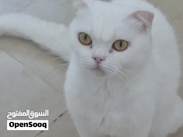 انثى سكوتش فولد بيضاء
