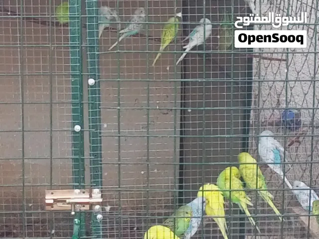 افراح حب عدد 21الجوز على 5