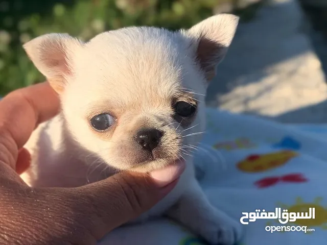 Wonderful Chihuahua puppies with all shots up to date