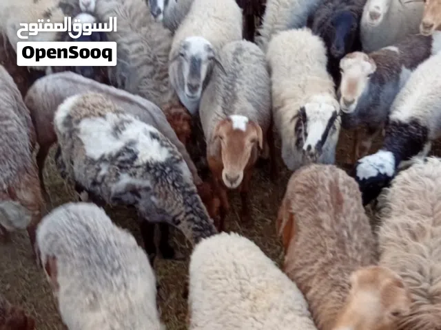 وصول دفعة جديدة من الأضاحي فرصة للمشترين
