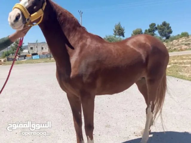فرس نخب النخب