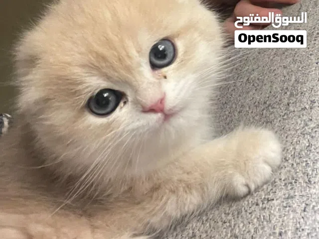قط سكوتش تربيل فولد