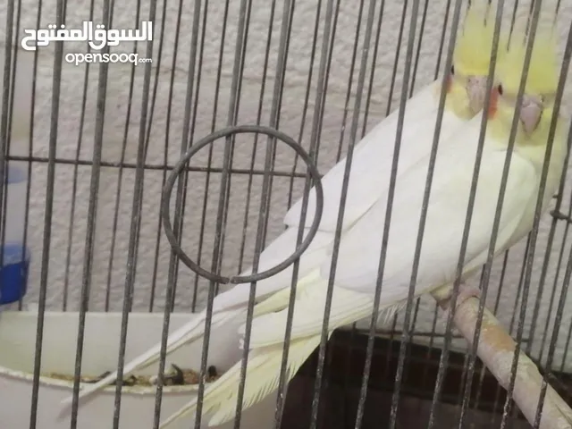 جوز لاتينو منتج اقرأ الوصف للبيع مستعجل تم تنزيل السعر الوصف مهمممممممممم