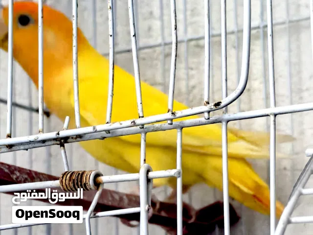 أنثى بركاديلو اورانج