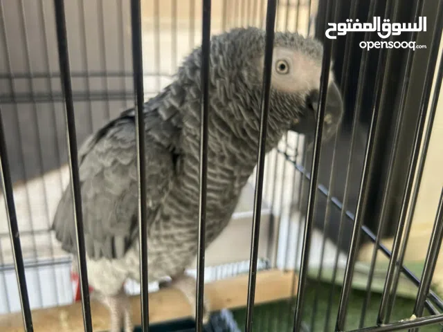 طير كاسكو اليف